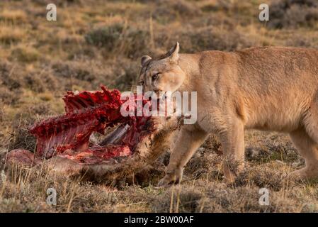 what does a puma eat