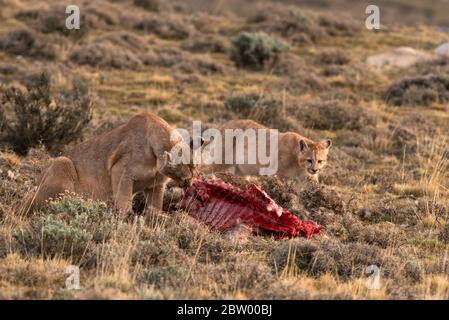 what does a puma eat