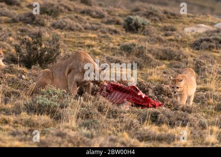 what does a puma eat