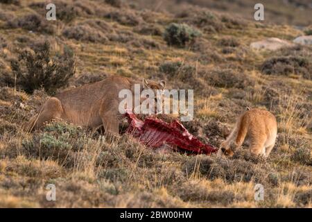 what does a puma eat