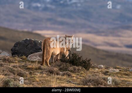 A Puma (Puma concolor) with its cub near Torres del Paine, Chile. Stock Photo