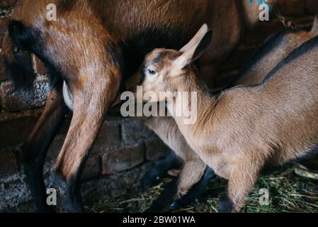 Baby goat drinking milk from mother closeup. Stock Photo