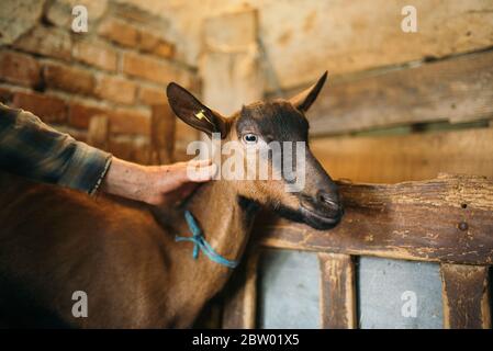 Beautiful portrait brown goat closeup Stock Photo