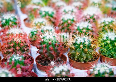 Many green and red cactus plants with spikes in small pots in garden shop. Cactus sold in store. Stock Photo