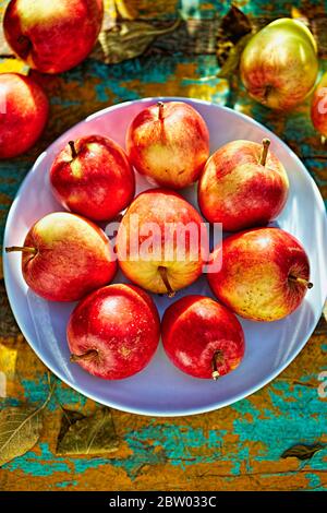 Autumn ripe red apples on blue plate Stock Photo