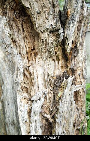 An old dead tree trunk eroded by time and termites Stock Photo