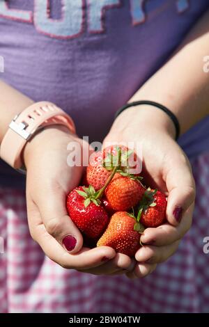 Close up of young girls hands holding freshly picked strawberries on a pick your own farm, Ottershaw, Suurey, England Stock Photo