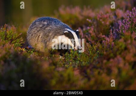 Curious european badger approaching from front view on moorland Stock Photo