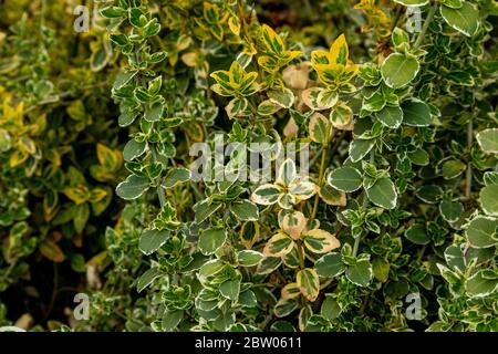 Euonymus fortunei. Yellow and green leaves of euonymus fortunei. Stock Photo