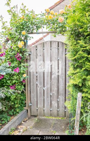 Pergola of climbing roses around a wooden gate in a garden Stock Photo