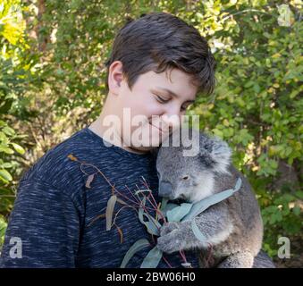 A teenage boy cuddling a koala pup in a wildlife park in Australia. Stock Photo