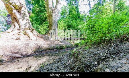 Two huge trunks next to a stream with clean and transparent water with a small pedestrian bridge surrounded by green vegetation, sunny day in Kelmonde Stock Photo