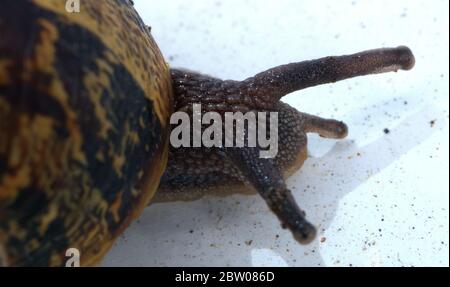 macro shot of garden snail Stock Photo