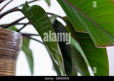 Beautiful indoor houseplant with large leaves. Low perspective. Stock Photo