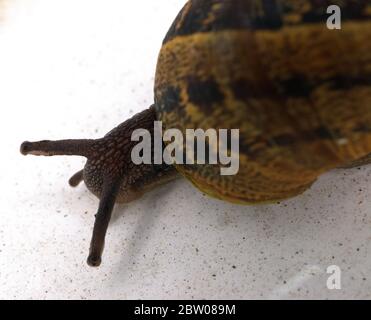 macro shot of garden snail Stock Photo