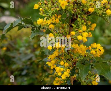 Green leaves and yellow flowers of Mahonia Aquifolium Stock Photo