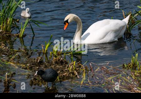 Male mute swan with cygnet, Cygnus olor, alert to Eurasian coot, Fulica atra, East Lothian, Scotland, UK Stock Photo