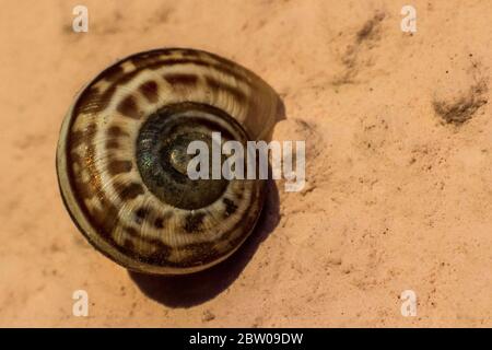 Macro of a mollusk in the garden Stock Photo