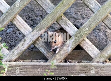 A Field Mouse (Apodemus sylvaticus) peeks out from a drainage pipe in a garden wall. Stock Photo