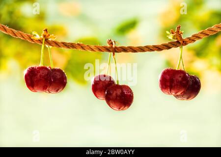 Juicy cherries on string, summer orchard Stock Photo