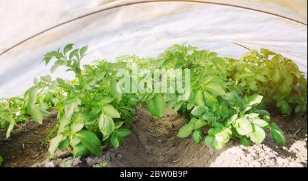 Growing young potatoes under agrofibre in small greenhouses. Spunbond to protect against frost and keep humidity of vegetables. Farming and agricultur Stock Photo