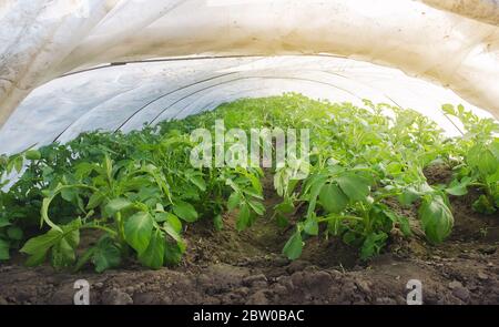 Growing young potatoes under agrofibre in small greenhouses. Spunbond to protect against frost and keep humidity of vegetables. Farming and agricultur Stock Photo