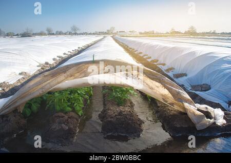 Growing and irrigation young potatoes under agrofibre in small greenhouses. Spunbond to protect against frost and keep humidity of vegetables. Farming Stock Photo