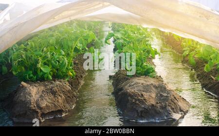 Growing and irrigation young potatoes under agrofibre in small greenhouses. Spunbond to protect against frost and keep humidity of vegetables. Farming Stock Photo