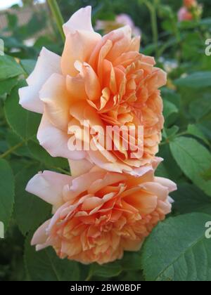 Pair of apricot coloured roses in full bloom of the variety called 'Grace'; an English garden in early summer. Stock Photo