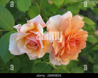 Pair of apricot coloured roses in full bloom of the variety called 'Grace'; an English garden in early summer. Stock Photo