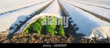 Growing young potatoes under agrofibre in small greenhouses. Farming and agriculture. Plantations. Spunbond to protect against frost and keep humidity Stock Photo