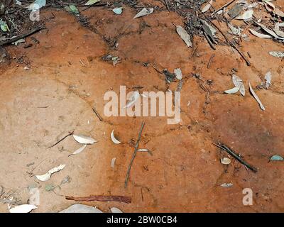 Texture of ferruginous red Ferralsol or laterite soil in Table Mountain National Park in Cape Town, South Africa. Stock Photo