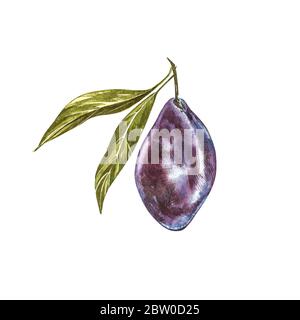 Ripe plum and branch with flowers. Plum drawing watercolor isolated on ...