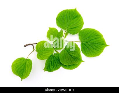 Natural branch of Linden tree with green leaves isolated on white background, top view Stock Photo
