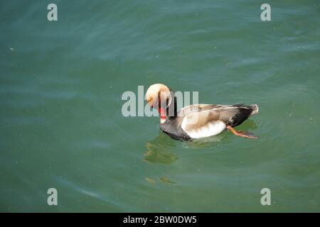 A red crested pochard, in Latin called netta rufina, swimming on a lake, poking with its beak feathers on ists chest, cleaning it. The duck is covered Stock Photo