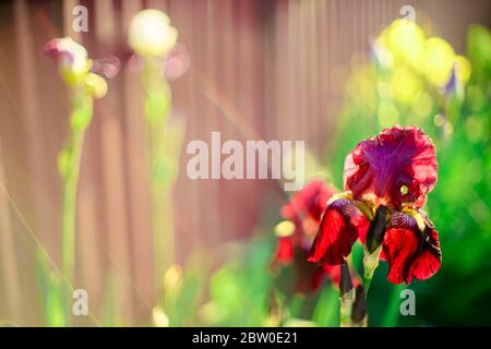 Dark red iris flower grow in green sunny garden. Stock Photo