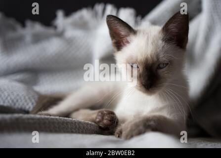 Small Siamese kitten with blue eyes looking badass to the camera. Siamese cat. Stock Photo