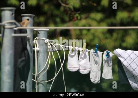 White ankle socks with pegs and white tea towel hanging to dry on a clothesline with metal poles in the sun on blurred trees background Stock Photo