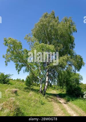 Silver Birch - Betula pendula  Tree in early summer Stock Photo