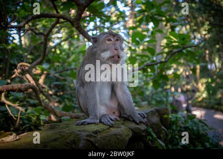 Older monkey sitting calmly on a stone wall in a park and looking away from the camera, Monkey forest, Ubud, Bali, Indonesia Stock Photo