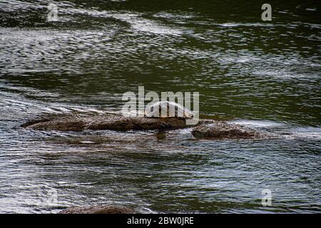 A single soft shell turtle sunbathing on a rock Stock Photo