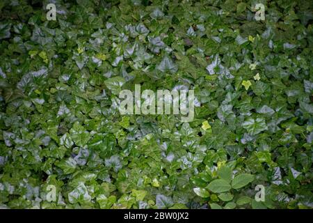 A background made from a bed of dark green ivy Stock Photo