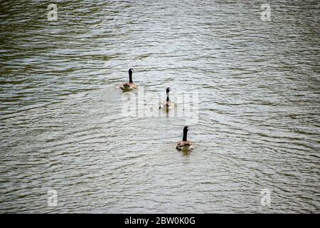 Three Canadian Geese floating on water and swimming away from the photographer Stock Photo