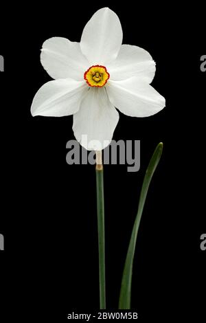 Flower of white Daffodil (narcissus), isolated on black background Stock Photo