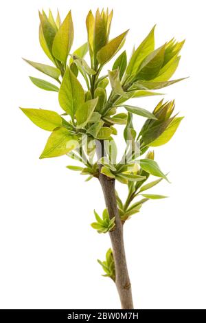 Small twig with green leaves isolated on white background Stock Photo ...