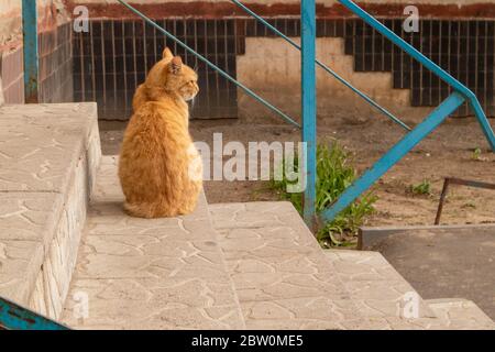 Street red cat walks along the steps of the staircase. Stock Photo