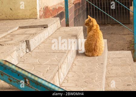 Street red cat walks along the steps of the staircase.