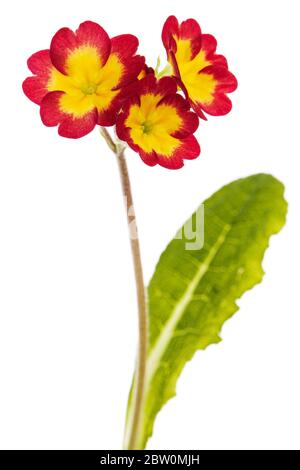 Flowers of primrose, isolated on white background Stock Photo
