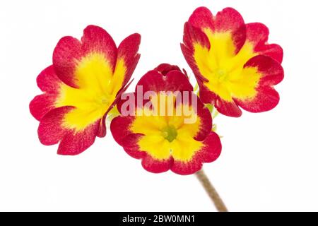 Flowers of primrose, isolated on white background Stock Photo