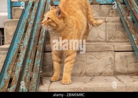 Street red cat walks along the steps of the staircase. Stock Photo
